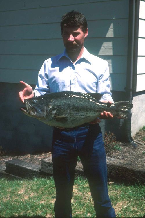 FieldandStream's tweet photo. Forty-one years ago, Richard Tate caught the biggest largemouth bass in Virginia history.

In 1985, Tate pulled a 16-pound, 4-ounce giant out of the 77-acre Lake Conner in Halifax County — and the fish still stands as the Virginia state-record largemouth nearly four decades later.

(Photo / Virginia Department of Wildlife Resources)