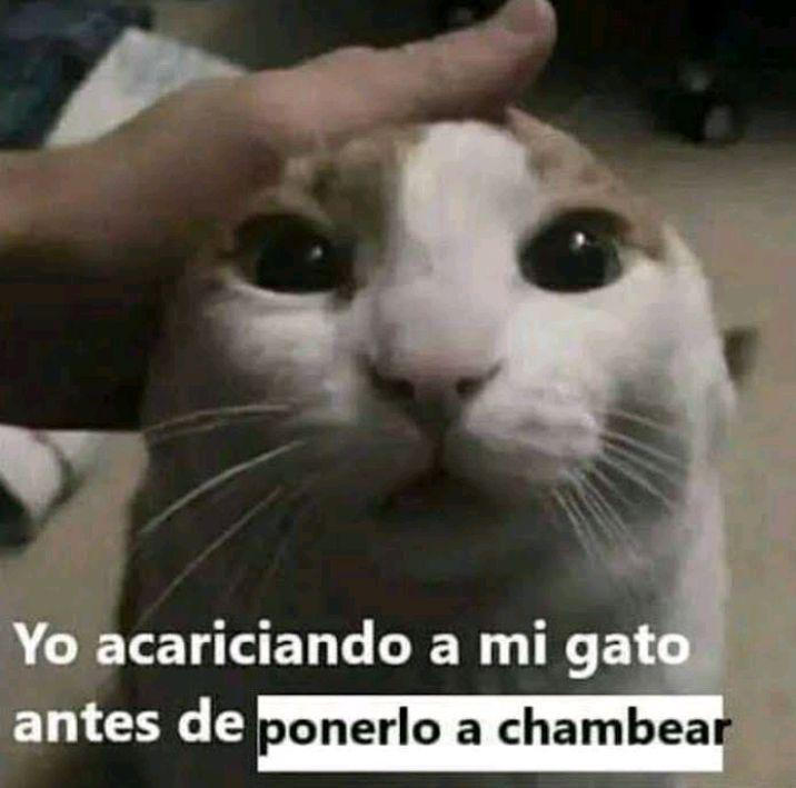 SplittPlay20's tweet photo. @4bruu_ Nininini, cuando se trata de colageno no conoces lo que son los amigos, es más, no conoces al resto del mundo, JKSAJS https://t.co/JJ6Eif27V6