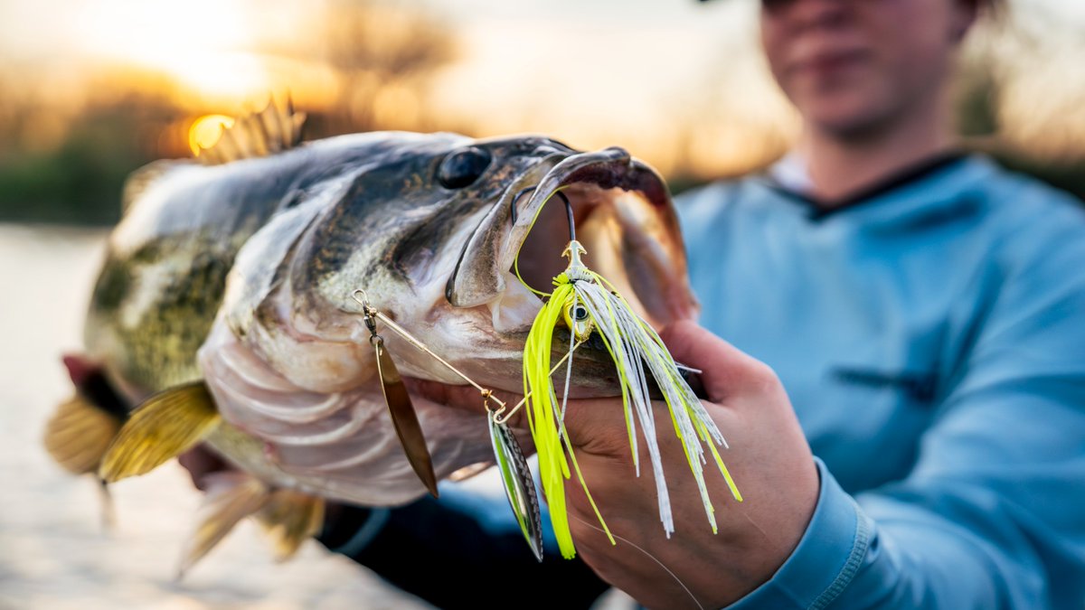 Buckeye_Lures's tweet photo. The Select Series is built for anglers who demand more from their gear. We dialed in the wire diameter and blade spacing to deliver unmatched vibration that fish can feel before they see it.

#buckeye #selectseries #spinnerbait https://t.co/rn9SkUF3Rw