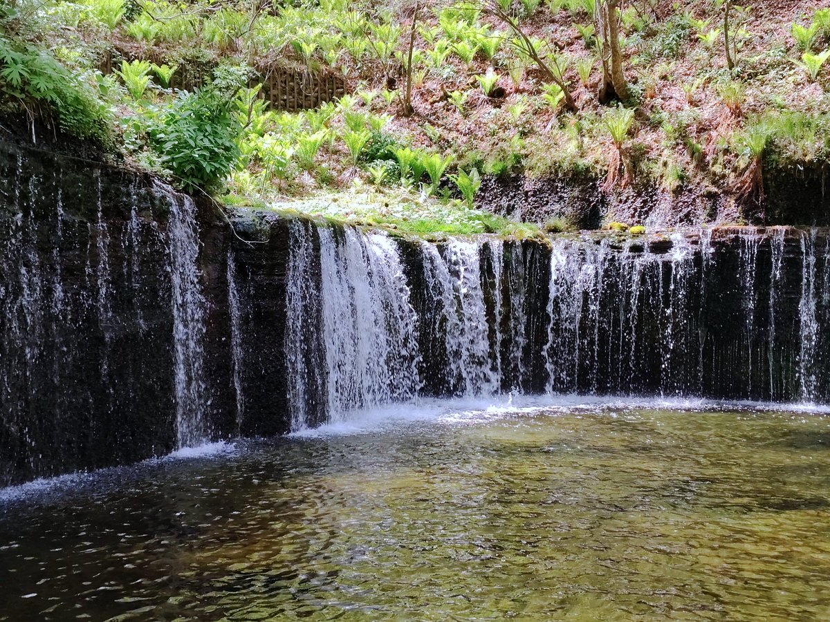 mdrigrs's tweet photo. 軽井沢への日帰り散策 (5/12)
雲場池と白糸の滝を訪ねた

サトザクラ(関山？)やヒメリンゴの咲く矢ヶ崎公園も居心地が良く、上信越自動車道から眺める妙義山も素晴らしかった https://t.co/J2QyR70ZaY