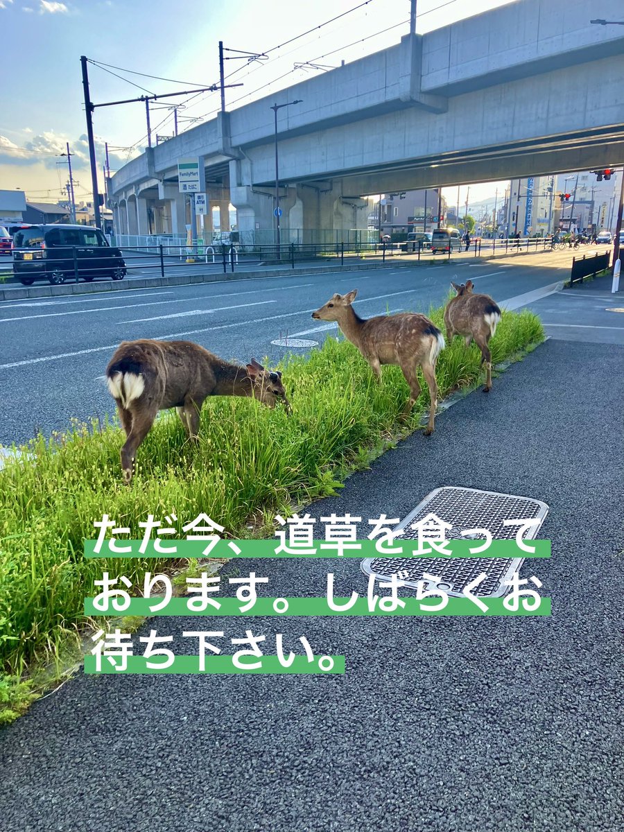 しげる tweet media
