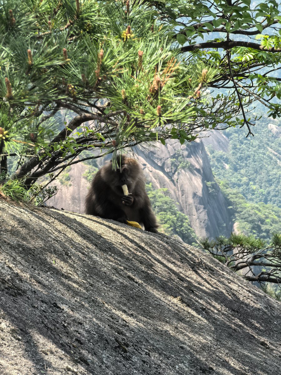 stefencook's tweet photo. 带爸妈爬黄山，偶遇一只猴哥，喂了一根香蕉，才知道原来猴哥会把皮也吃掉😄 https://t.co/8RfRo2jzOf