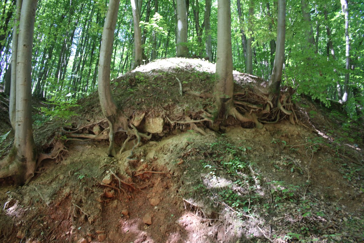 Adam Treeshepherd Rutsch tweet media