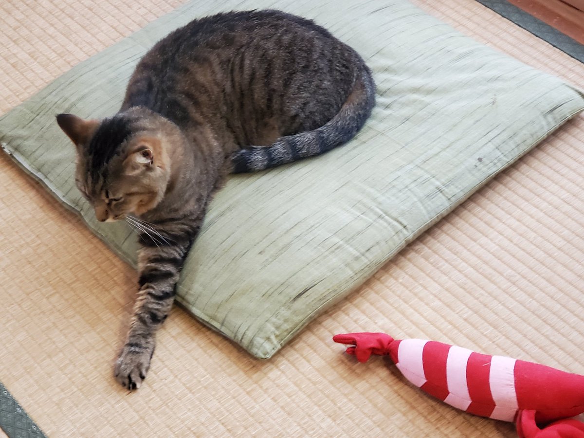 fuku2929kitaru's tweet photo. あんたの話つまんないんだけど、って言ったらエビ🦐がすねちゃった
(これは今朝撮った写真) https://t.co/xgzDpsaL0D