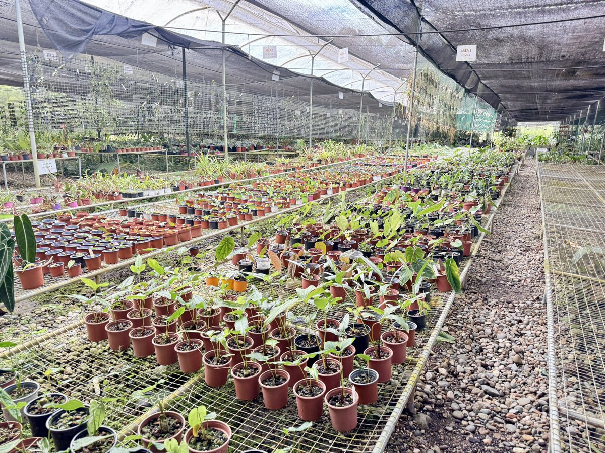 MAATE_Zonal10's tweet photo. 🌿 Se entregaron 5 patentes de funcionamiento para centros de tenencia y manejo de vida silvestre: viveros comerciales de orquídeas y centros no comerciales que contribuyen a la conservación y manejo sustentable de los ecosistemas.

#mae #zonal10 #vidasilvestre #biocomercio https://t.co/4Kqy3rUzlX