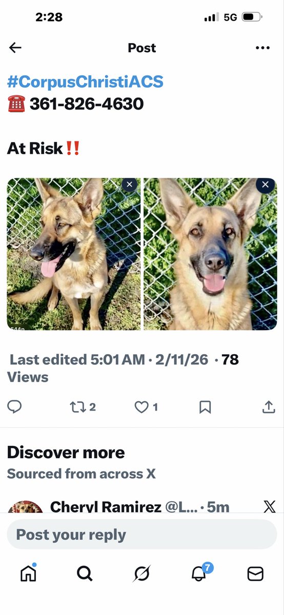 BethRey57271108's tweet photo. @Danawb26 @RoCoGB @LeporidaeCheryl @rothfarms @shannon_fla @LisaBrabson @OlwynHope @Tabithapatriot @dawg85dawg @S6173830386871 My at risk girl . We at at 3 days and almost 3 months . Second pic was her first day at home with My Son . March 6 . She just got her freedom ride from Texas . #BellaBell https://t.co/UMqRnbu2Gh