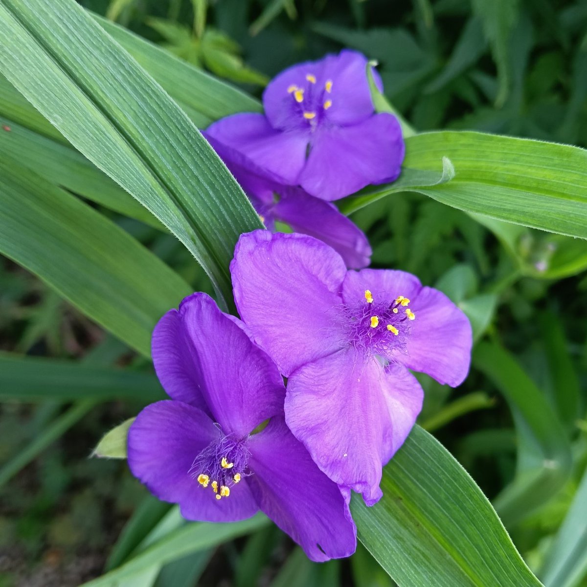 高尾山の花名さがし tweet media