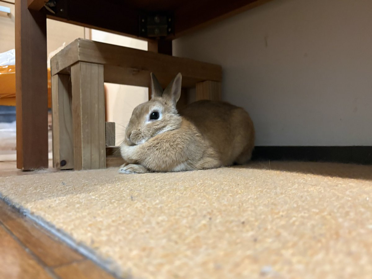ごま🐰(飼い主:あるじ) tweet media