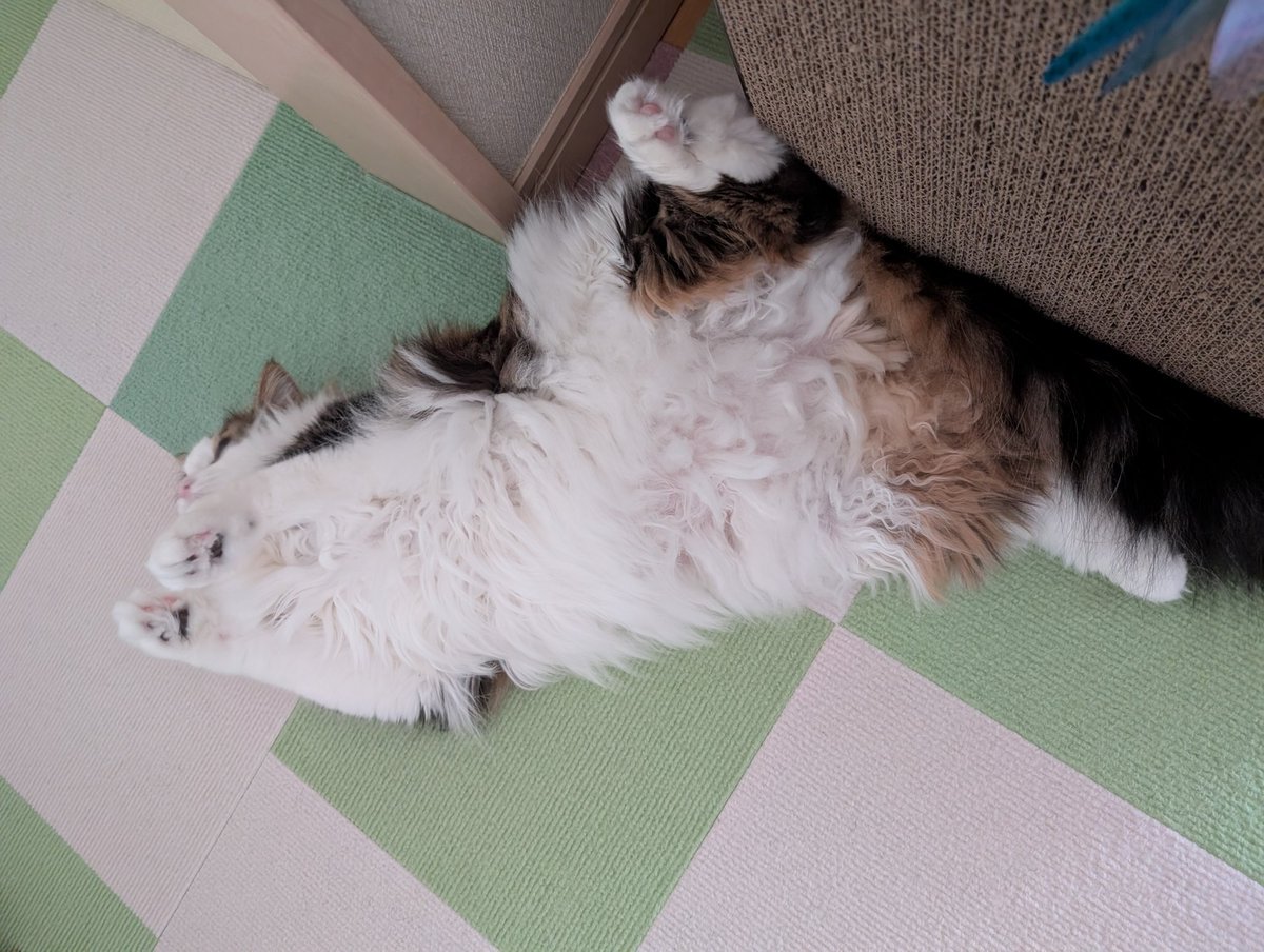 小梅&小雪日記 時々出戻りブーチャン🐱 tweet media