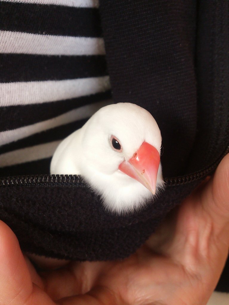 鳥たちを観察する、文鳥。