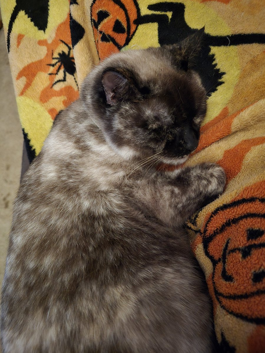 Fur Mama tweet media