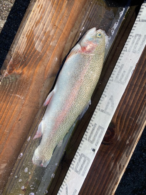 FR_Shobara's tweet photo. 気温が上がり暑くなってきました。
そんな中でもまだ釣れております！
中層スプーンで一日40匹釣っている方もおられます。
バレた数も���わせれば60匹以上は釣れていたと思います！
まだまだ、好反応！

明日からまた気温が上がりそうです！
そろそろ熱中症対策が必要かもしれませんね。 https://t.co/hbzMNAHPbs