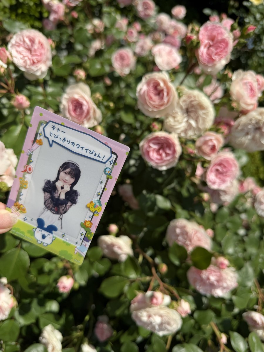 みみﾁｬﾝ🐰 tweet media