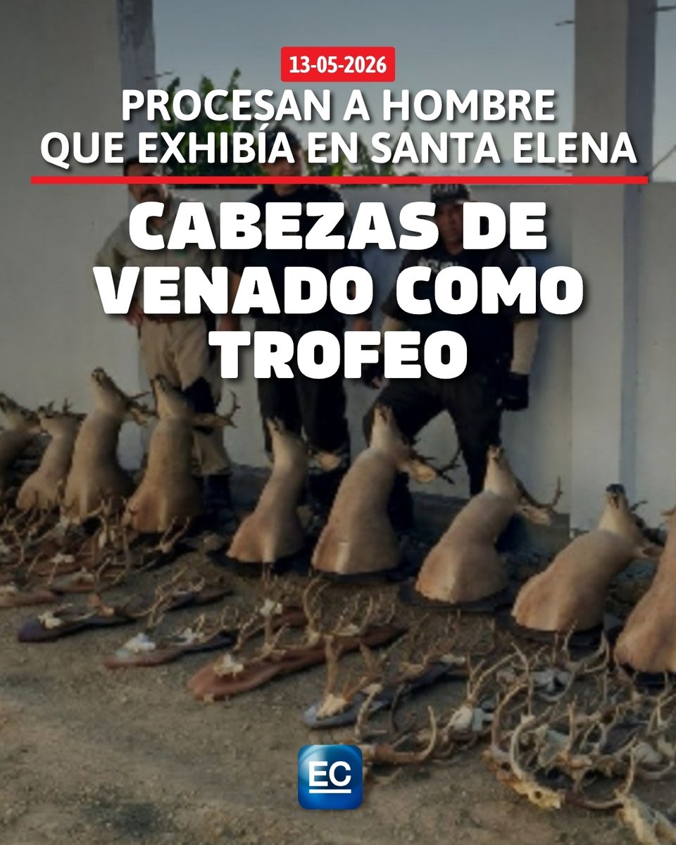 elcomerciocom's tweet photo. https://t.co/LBBgsUKip0 🚨🧑⚖️ Esta es la pena que puede recibir el sujeto en Santa Elena
#Venados #FloraYFauna https://t.co/g68YPB39fW