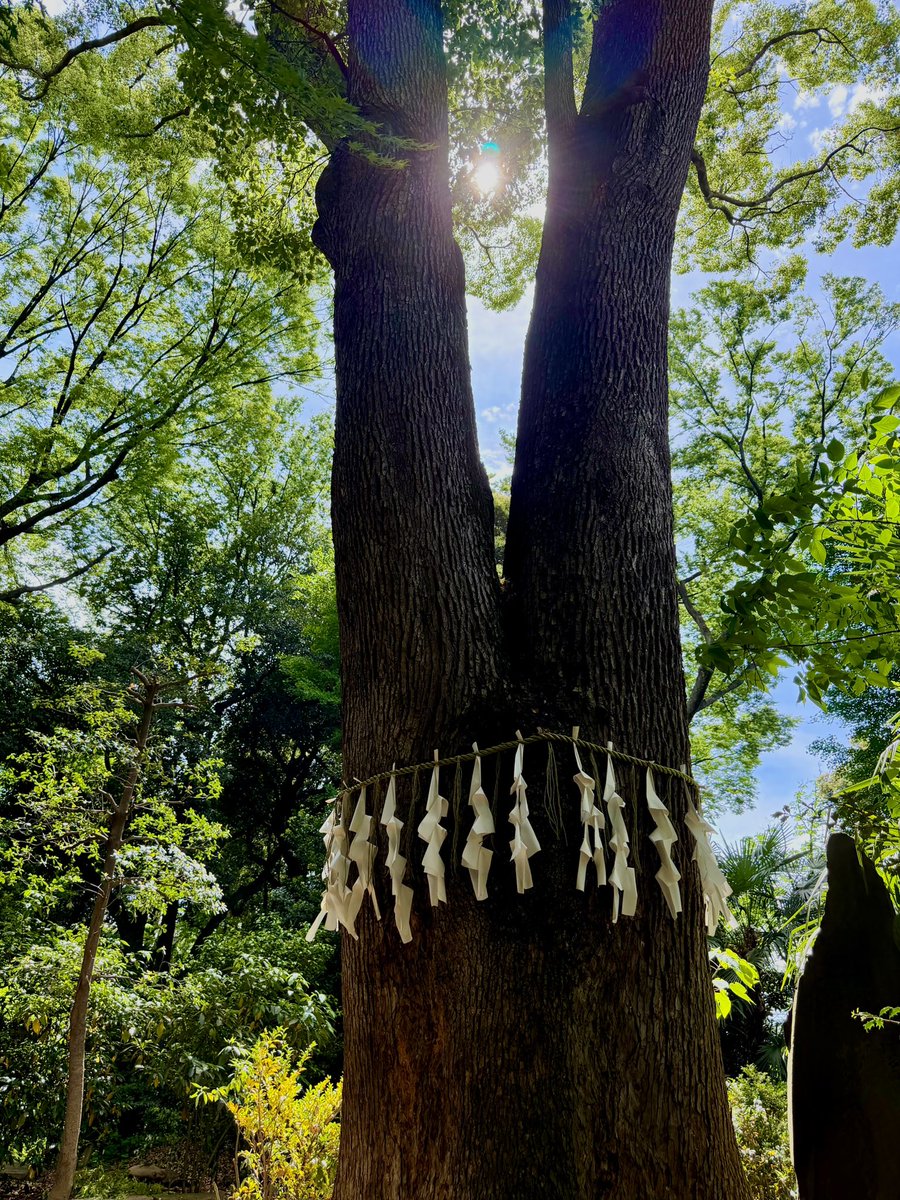_unimaru_3's tweet photo. 木漏れ日🌳にパワーを感じる日。

お洒落なカフェもたくさんあって、
都内の避暑地みたいな場所。

代々木八幡、好き。 https://t.co/dZZXfe5PU9