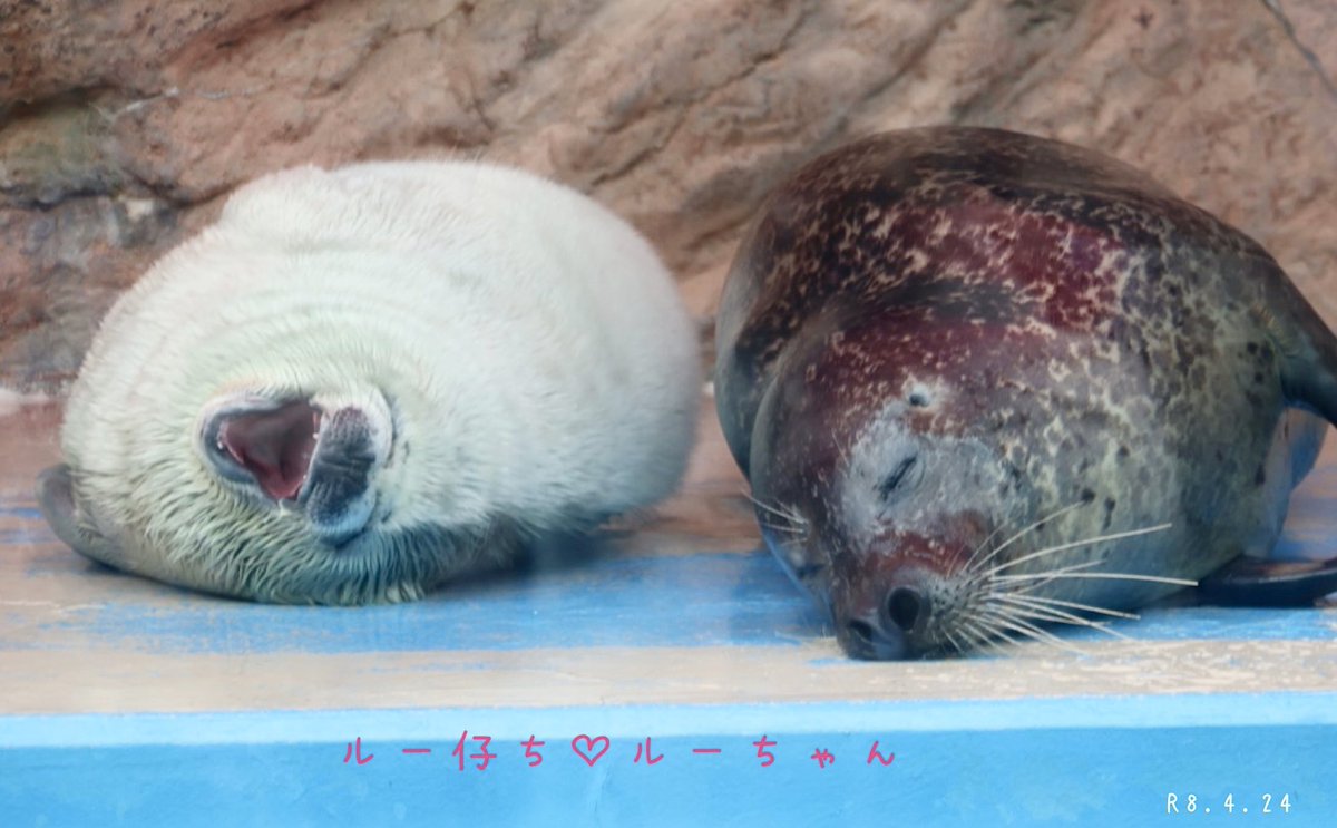 ルーちゃん