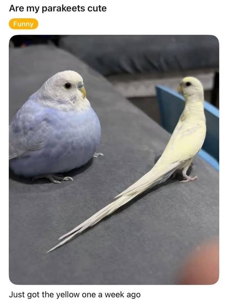 Sparrow tweet media