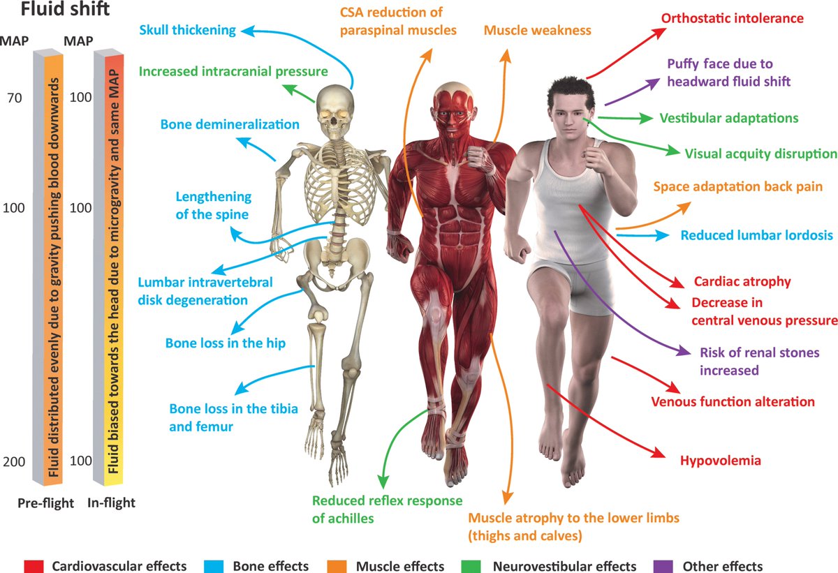 Cyborg and Bionic Systems Journal tweet media