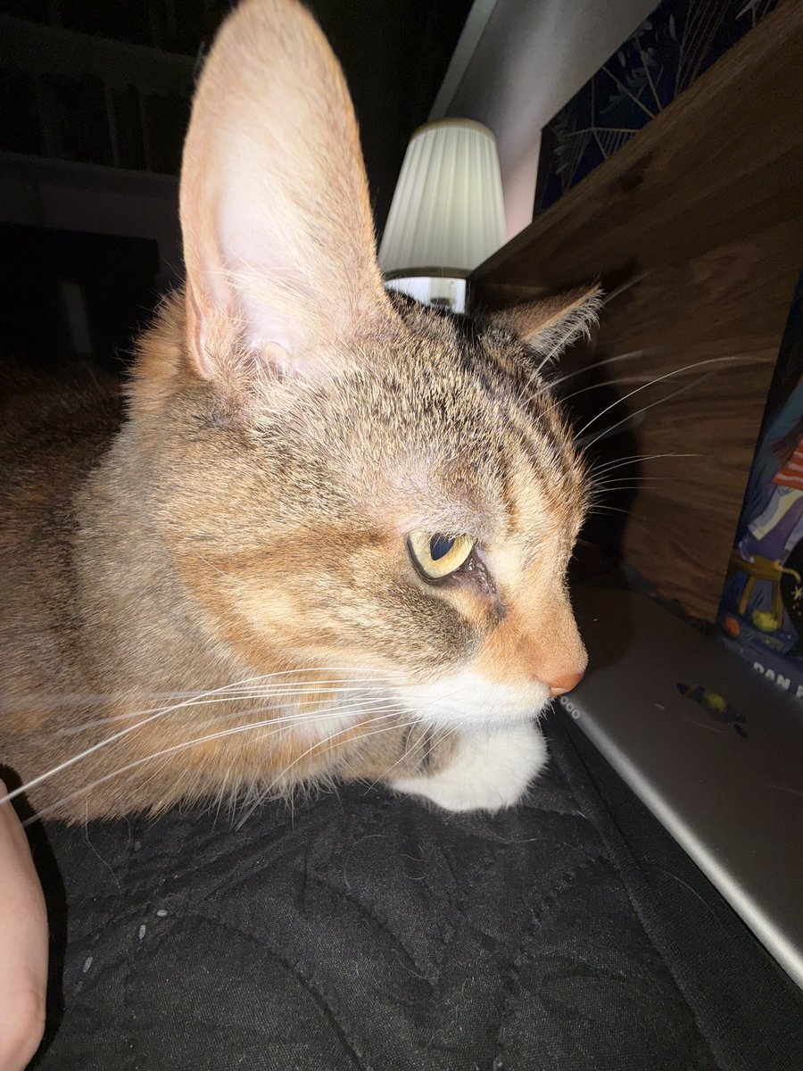 maya ˙ᵕ˙ tweet media