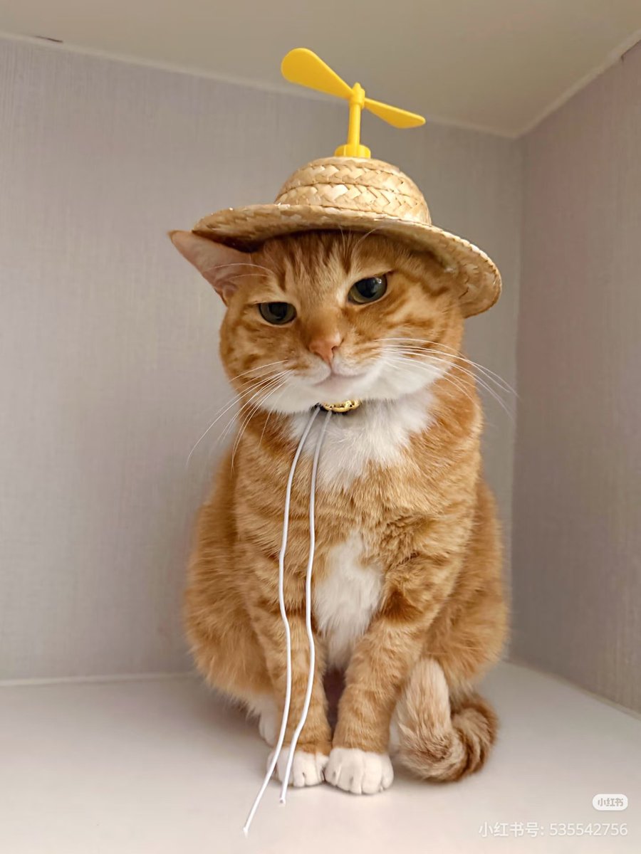 ชลน แมวส้มแท้ๆ 🐱 tweet media