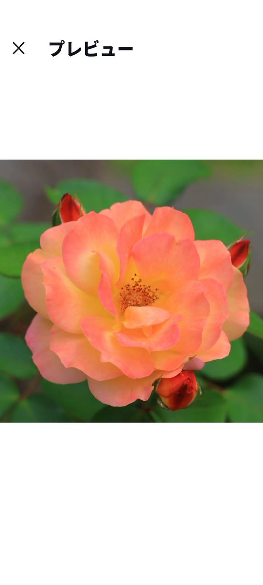 igatti315's tweet photo. 5/12.旧古河庭園
今庭園の薔薇が見頃です🌹✨ https://t.co/bbMSsKPhG1