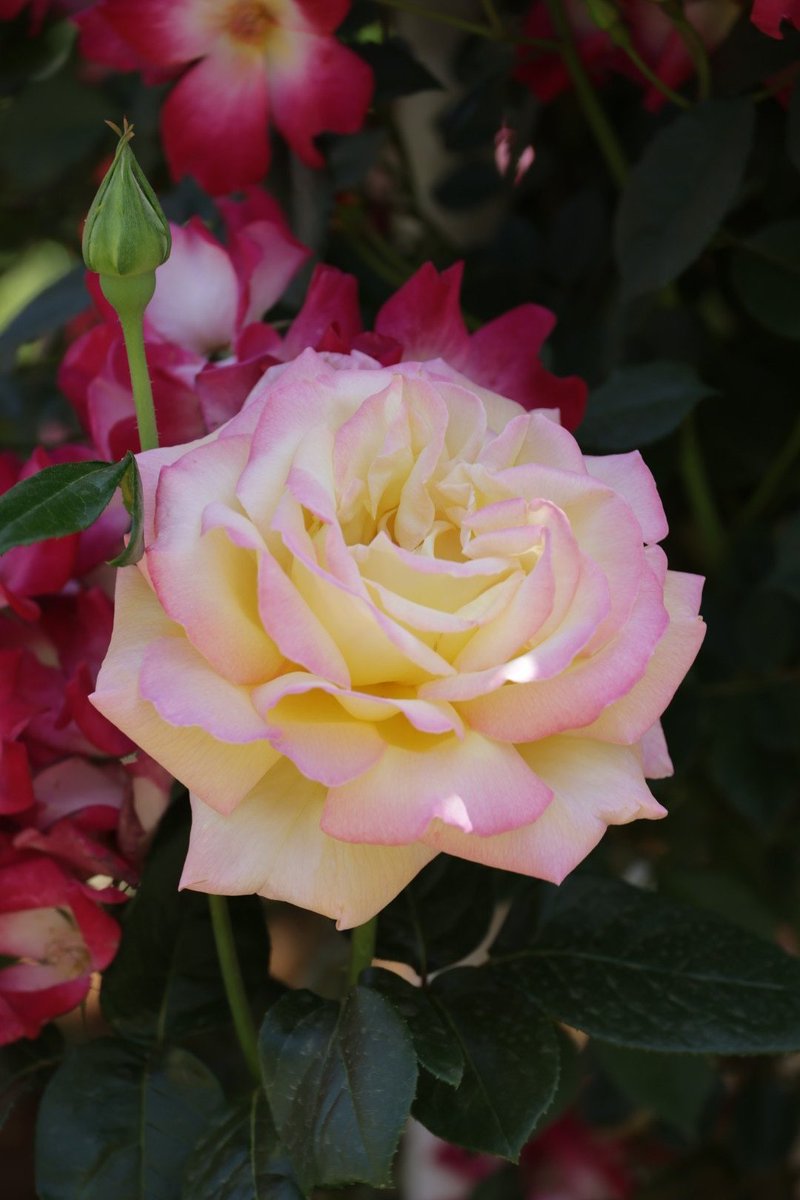 igatti315's tweet photo. 5/12.旧古河庭園
今庭園の薔薇が見頃です🌹✨ https://t.co/bbMSsKPhG1