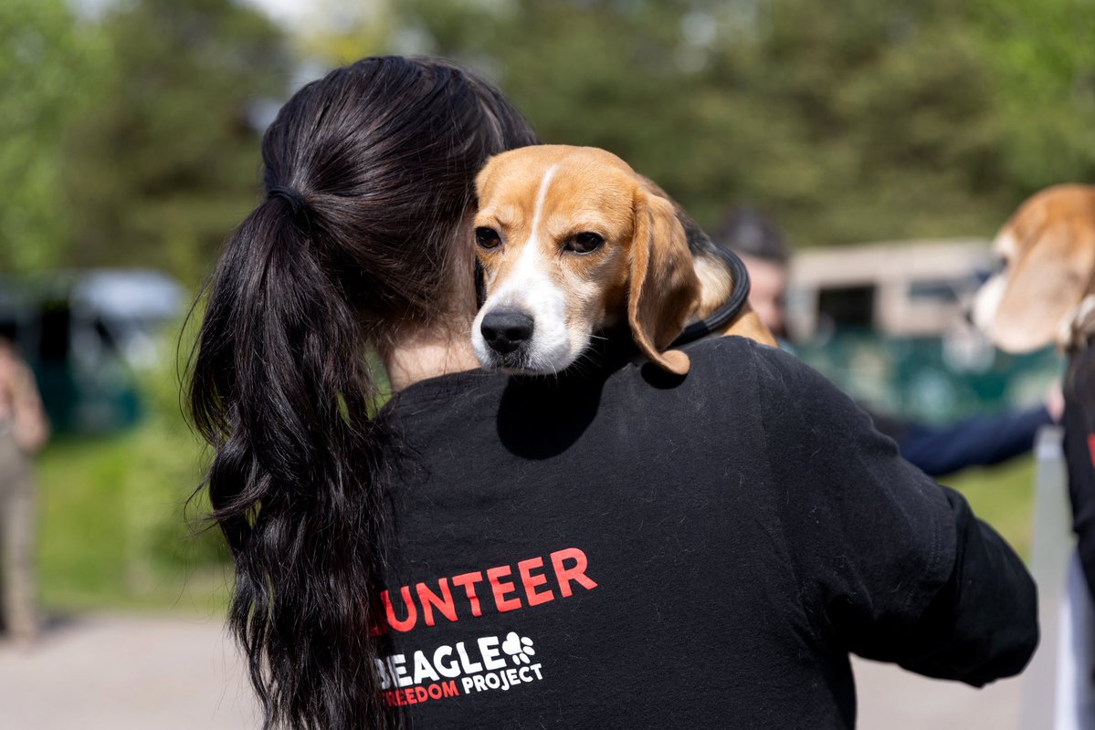 Beagle Freedom Project tweet media