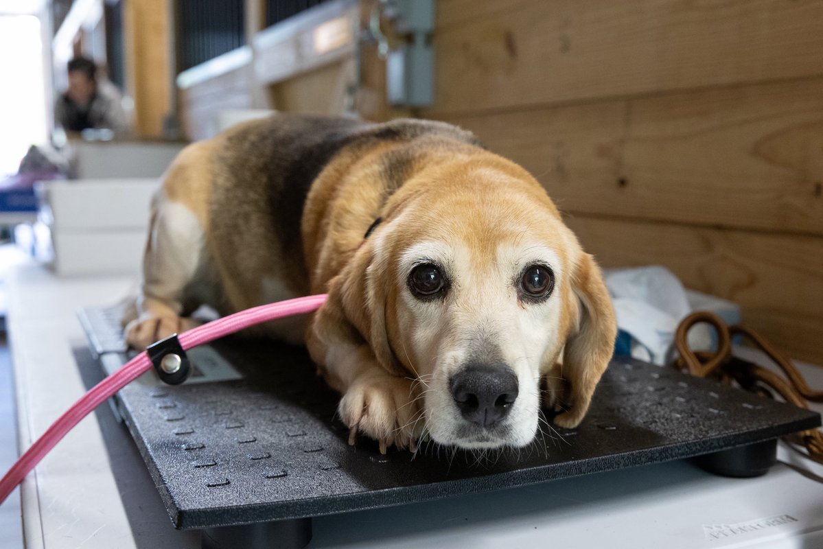 Beagle Freedom Project tweet media