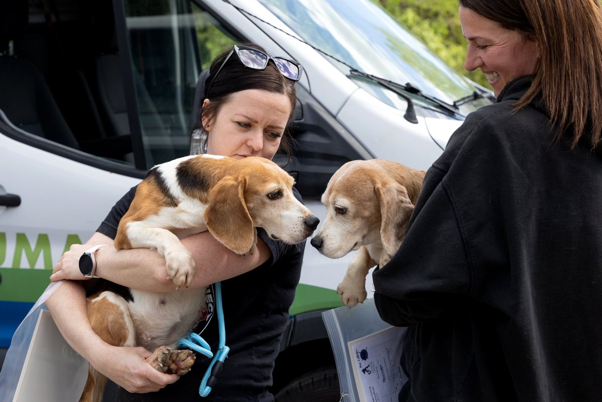Beagle Freedom Project tweet media