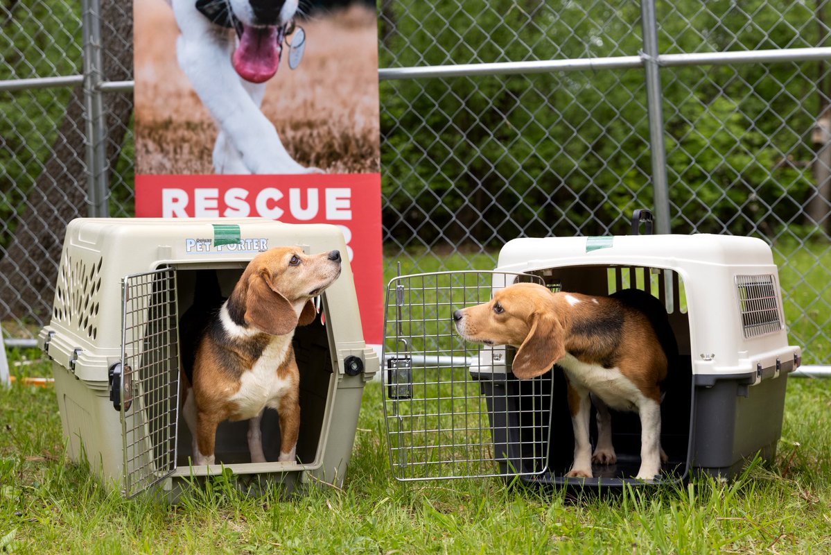 Beagle Freedom Project tweet media
