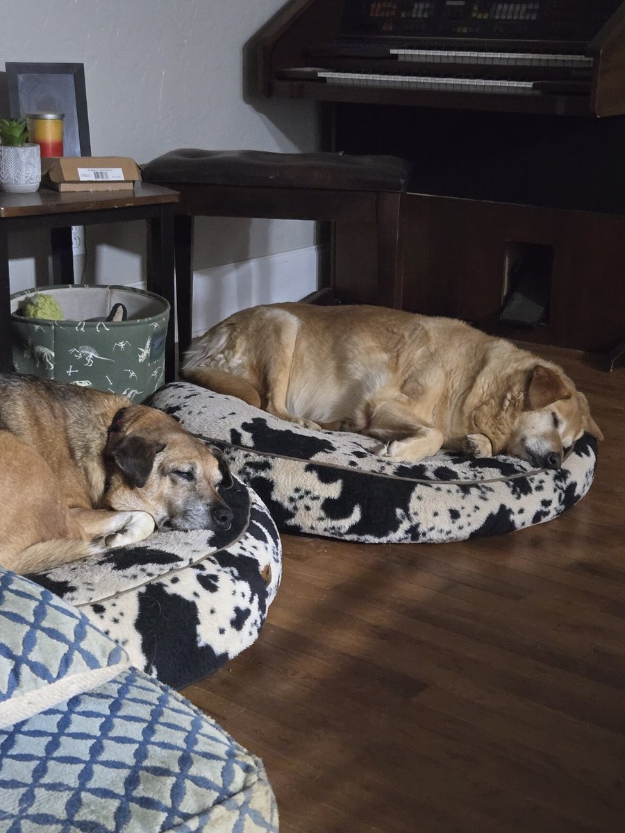 Grrandma_Deb's tweet photo. @saniyafatma1278 The dog on the left is mine. The dog on the right belongs to my neighbor across the street. She just came in one day ( 3 1/2 years ago) and never left... https://t.co/OMK1H6b7rW