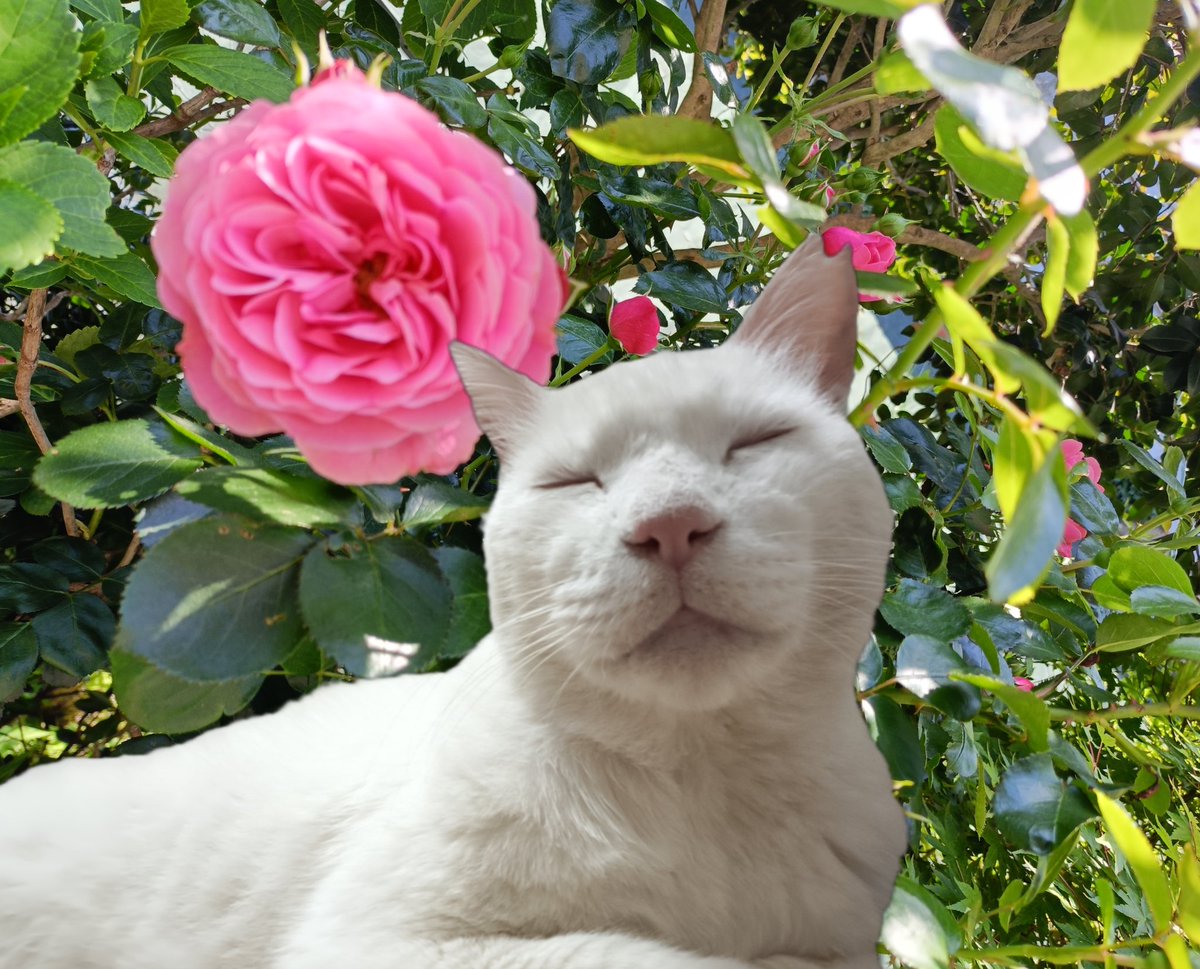 igonerico8's tweet photo. お庭のバラが咲いたよ。 https://t.co/lXMoGtpMIK