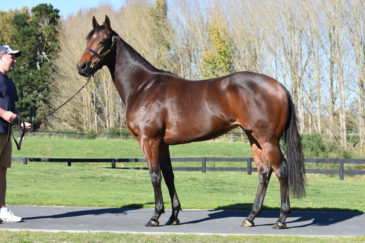 Bloodstock's tweet photo. CRIMSON SKY seen here with her new trainers Simon &amp; Katrina Alexander.  Gr.3-placed this season, the Ocean Park filly looked magnificent today at Woburn Farm, having had three months in the paddock since running in the NZ Oaks.  
https://t.co/SVnKCPJi5p https://t.co/XT5dH9ZfI5