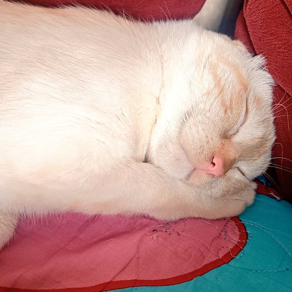 blyassine295's tweet photo. @TraderVan01 @SimonsCat #CAT $CAT @SimonsCatMeme #SimonsCat https://t.co/u9fVKYEBMV