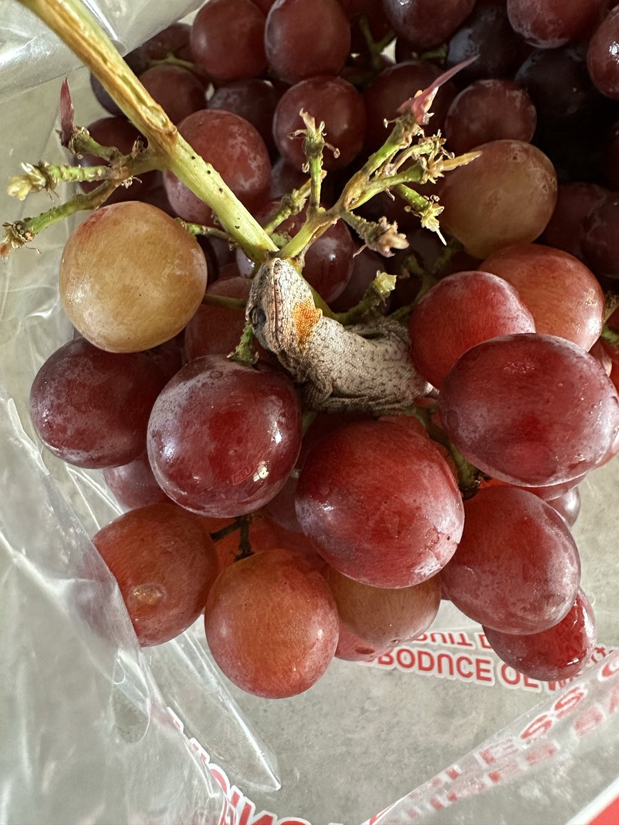 CollierBookBee's tweet photo. Sometimes life gives you little surprises.  A little dead #lizard juice with your grapes.   😳🤢  #food #fruit #grapes #surprise #nature #Montana #Billings #BigSkyCountry https://t.co/8b9XgpnBiT