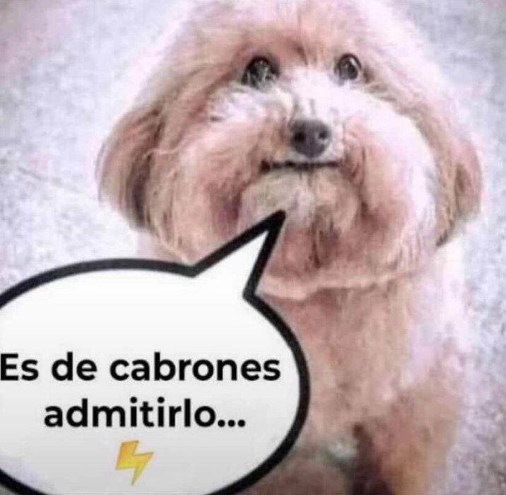 _lezxx_'s tweet photo. Todos quieren amigos https://t.co/Tr377kg0QI