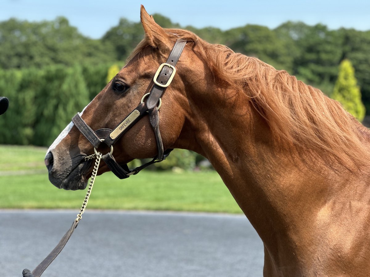 Idol Horse tweet media