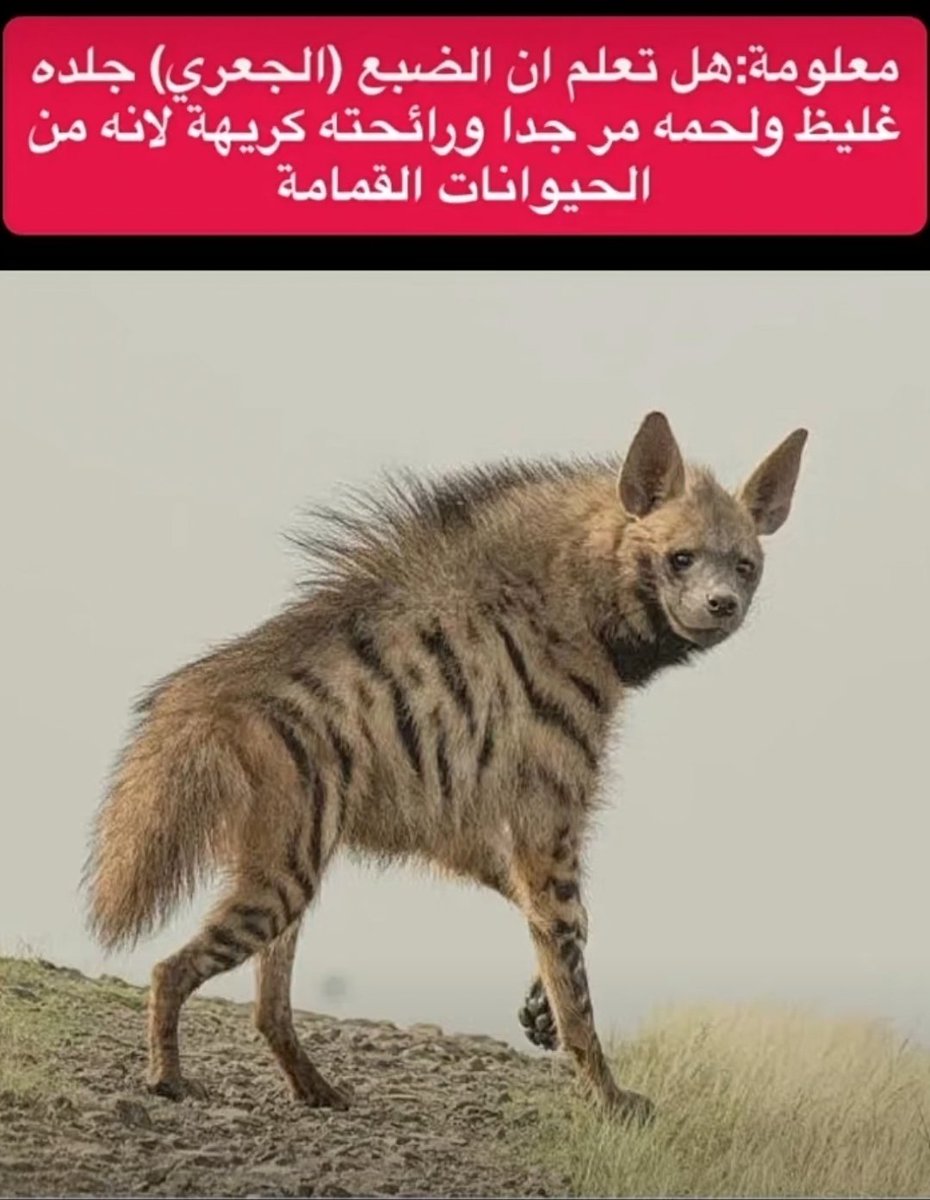 المهاجر tweet media