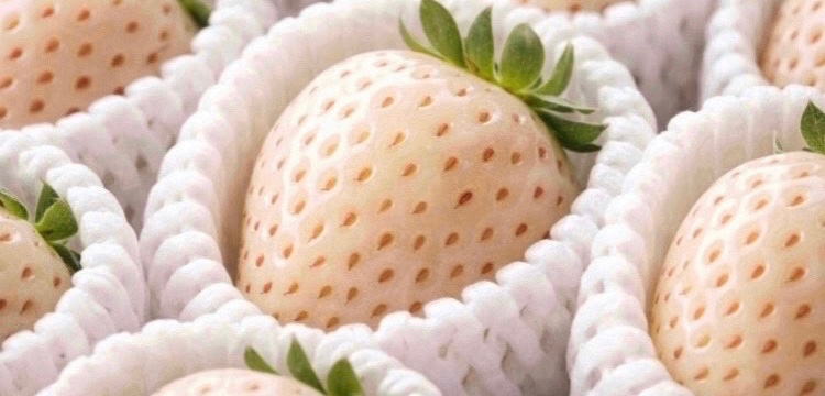 ConnectionABC's tweet photo. //
まごころ苺園 詰め合わせセットを、抽選で3名様へプレゼント🎁
\\

🍓応募方法🍓
期間：2026/5/17 23:59〆
① 本アカウントをフォロー
②この投稿をリポスト&amp;いいね
※当選者へDM送付します。 https://t.co/uTmtLhcpz4
