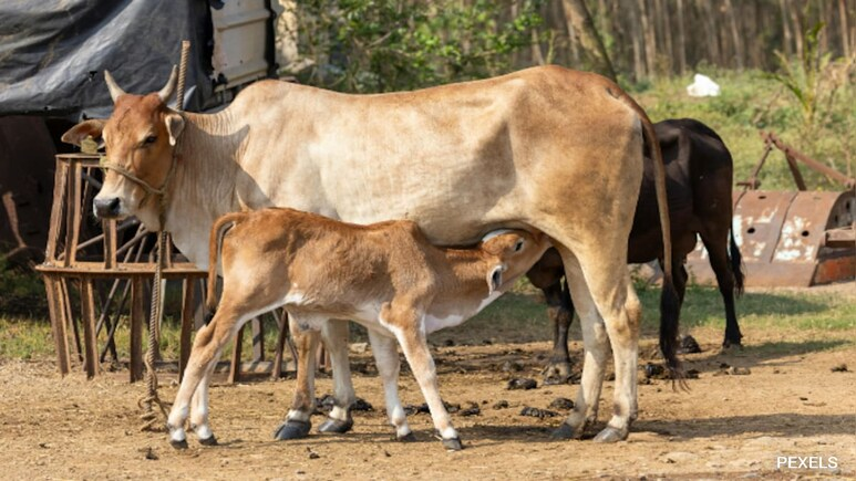 ndtv's tweet photo. 6 Months Jail Or Rs 1,000 Fine: New Animal Slaughter Rules In Bengal
https://t.co/MH2N7T1cQ4 https://t.co/ye1YJpCSuC