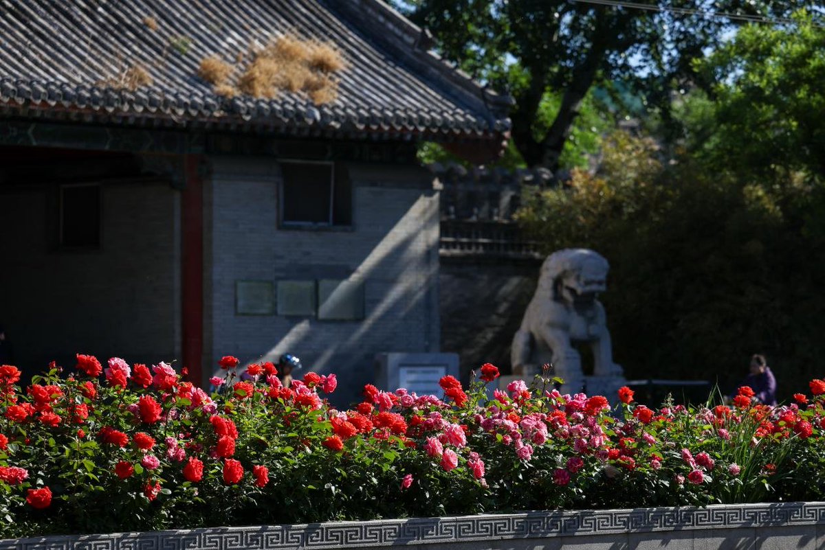 China_says's tweet photo. Early summer brings a vibrant burst of color to Beijing. From bustling modern highways and towering skylines to historic traditional architecture, beautifully blooming Chinese roses now grace the city streets, creating a picturesque urban landscape. https://t.co/QIIfssEWSd