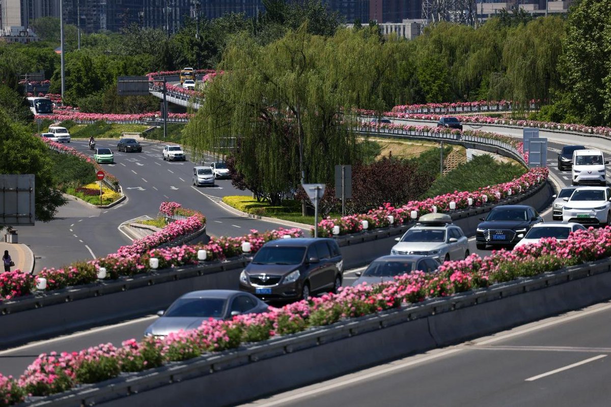 China_says's tweet photo. Early summer brings a vibrant burst of color to Beijing. From bustling modern highways and towering skylines to historic traditional architecture, beautifully blooming Chinese roses now grace the city streets, creating a picturesque urban landscape. https://t.co/QIIfssEWSd