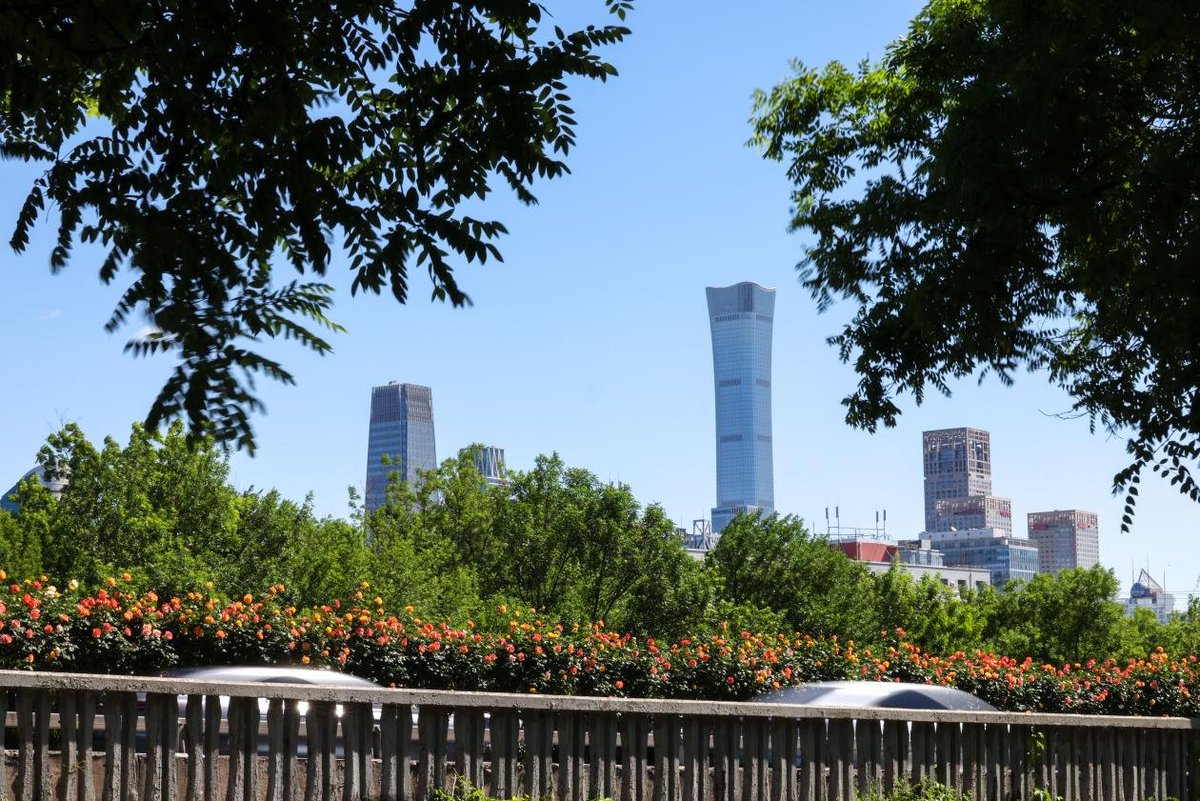 China_says's tweet photo. Early summer brings a vibrant burst of color to Beijing. From bustling modern highways and towering skylines to historic traditional architecture, beautifully blooming Chinese roses now grace the city streets, creating a picturesque urban landscape. https://t.co/QIIfssEWSd