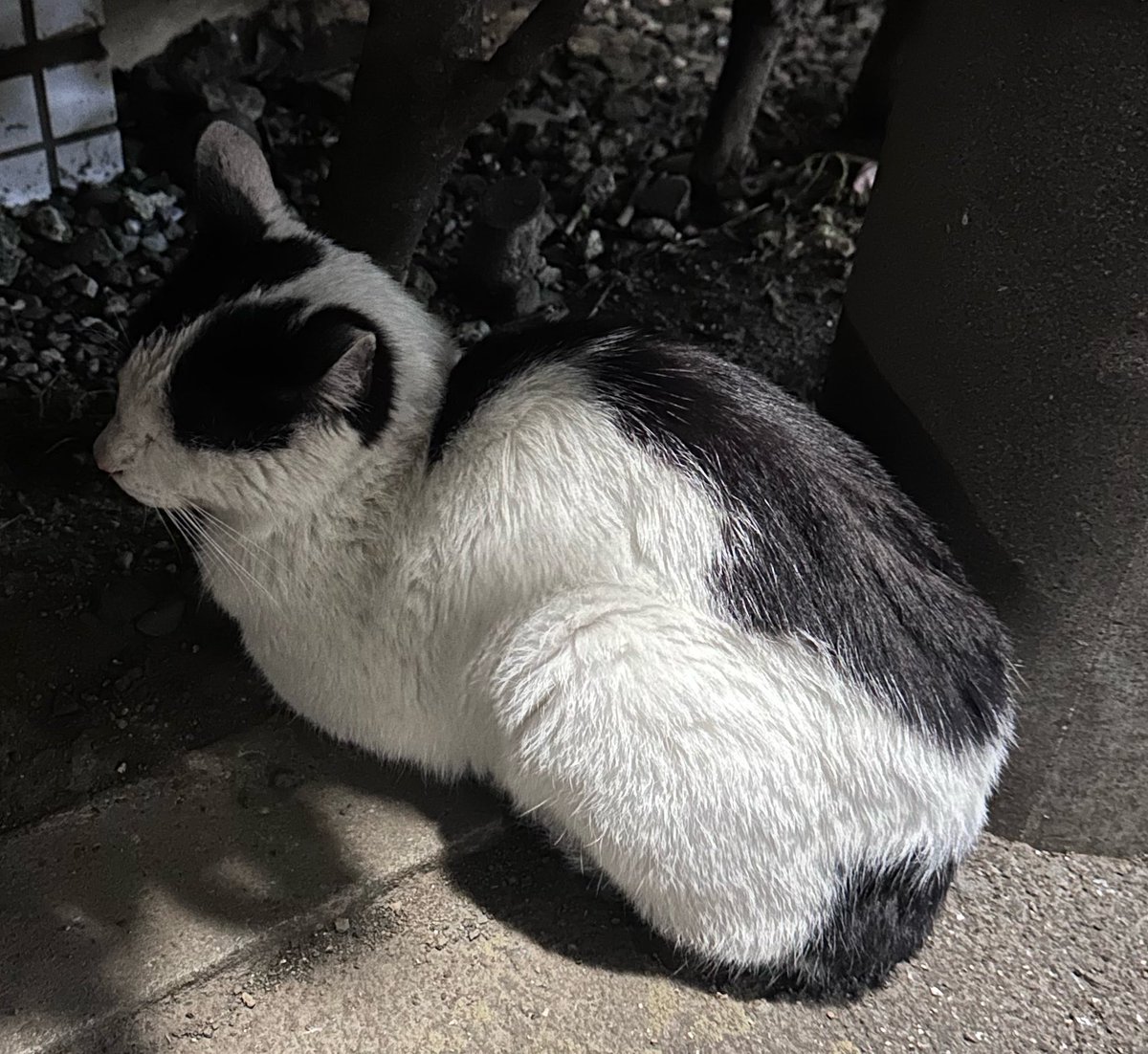 NPO法人猫にゃんネットワーク府中 tweet media