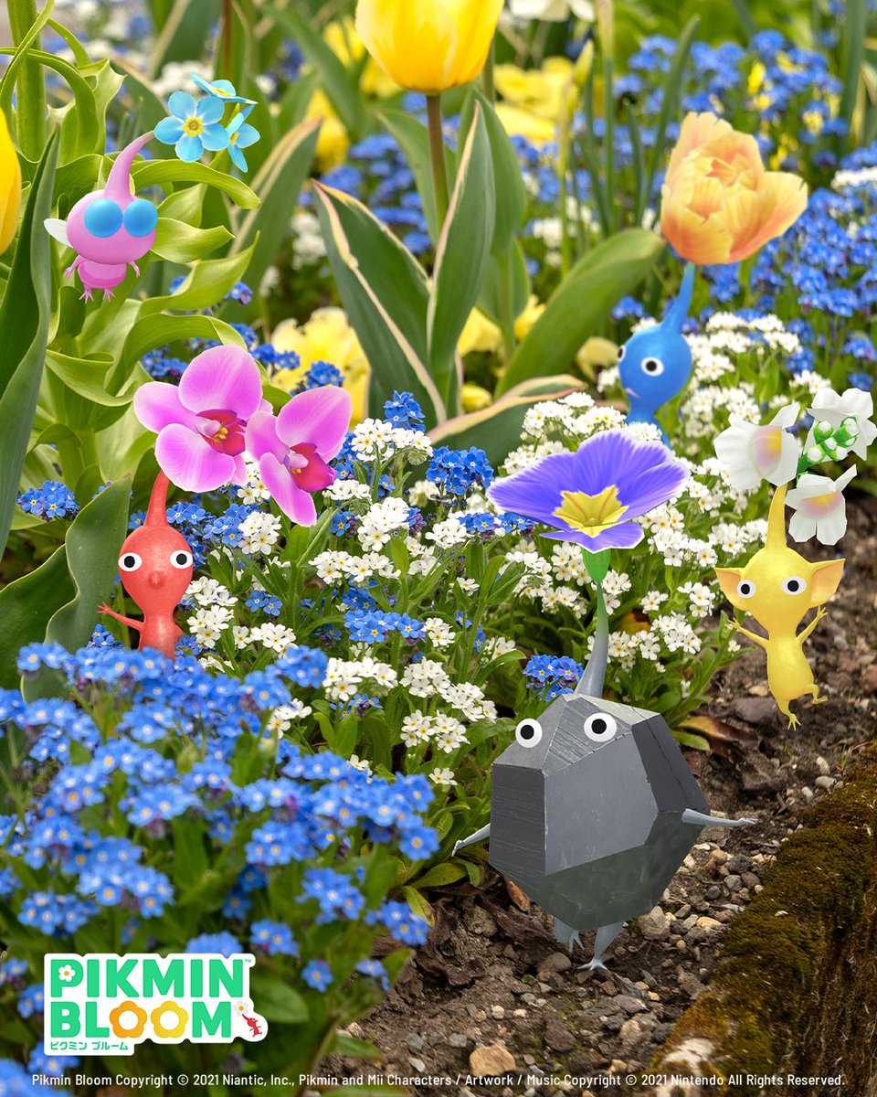 Pikmin Bloom Japan │ ピクミンブルーム tweet media