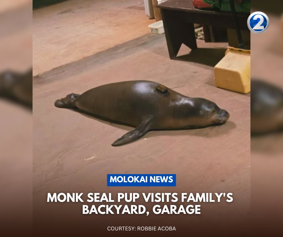 KHONnews's tweet photo. During Mother's Day, a monk seal pup stopped by a home on Molokai to say hello to the whole family.

SEE MORE: https://t.co/n3TMI6wDWm 

#Molokai | #KHON2 https://t.co/sSDF4nvEjm