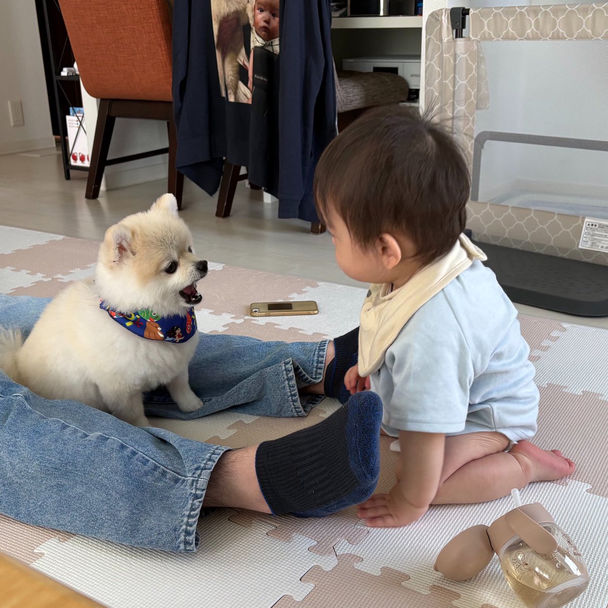 ringoapple73's tweet photo. 弟👶に、人生を説くオイヌ。

🐶「いい？　おやつの　まえは　おすわり。」

#ゴン太
#ポメラニアン https://t.co/jND14guG4a