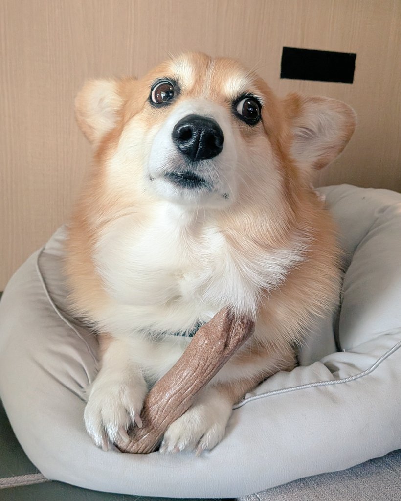柴犬スティーブch【ｺｰｷﾞｰと猫を添えて】@YouTube tweet media
