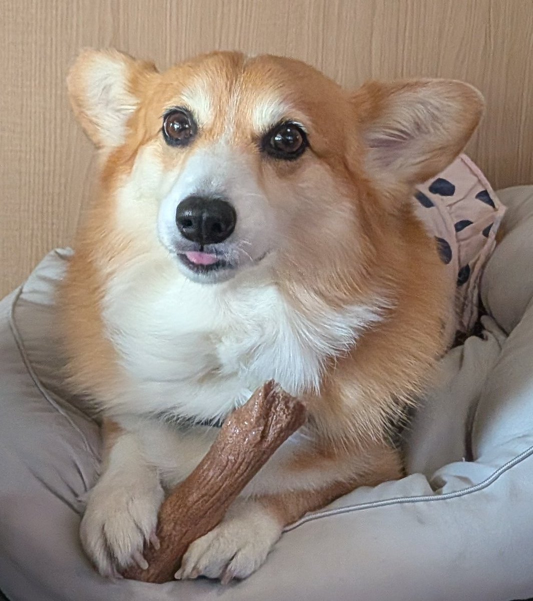 柴犬スティーブch【ｺｰｷﾞｰと猫を添えて】@YouTube tweet media