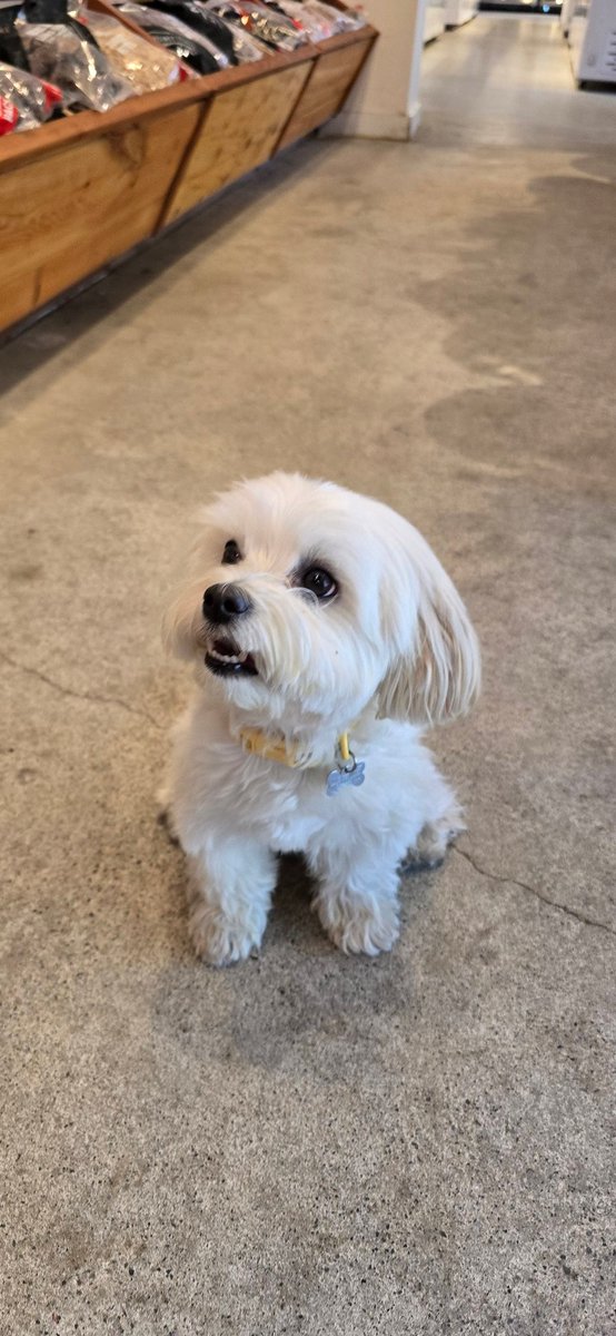 TradingAds's tweet photo. PSA: My dog Nacho refuses to eat the ground beef from @WholeFoods https://t.co/q9iUsbKyel